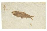 Detailed Fossil Fish (Knightia) - Wyoming #318509-1